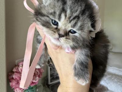 Black Marble Tortie Girl - Scottish Fold - Gallery Photo #1