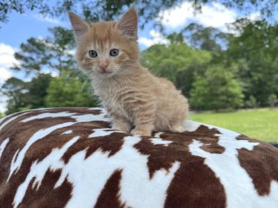 Teddy - Munchkin - Gallery Photo #1