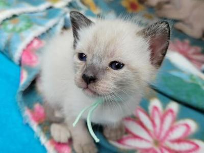 Seal Point Girl Mint Collar - Siamese - Gallery Photo #1