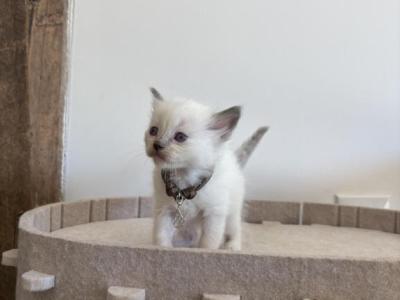 Brown Collar - Ragdoll - Gallery Photo #1