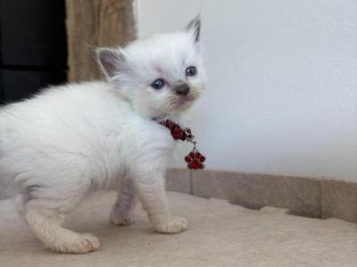 Burgandy Collar - Ragdoll - Gallery Photo #1