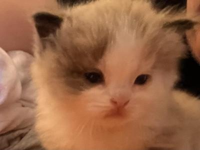 Cinnamon - Ragdoll - Gallery Photo #1