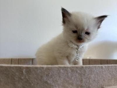 White Collar - Ragdoll - Gallery Photo #1