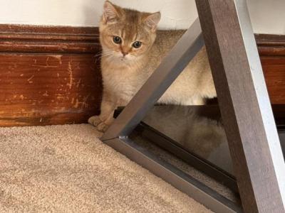 Tod - British Shorthair - Gallery Photo #1