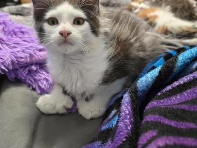 Batman - Maine Coon - Gallery Photo #1
