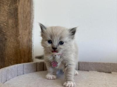 Pink Collar - Ragdoll - Gallery Photo #1