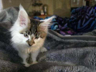 Patches - Maine Coon - Gallery Photo #1