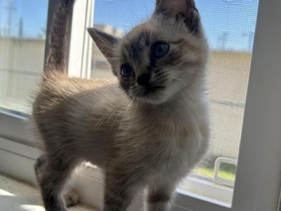 Ash - Siamese - Gallery Photo #1