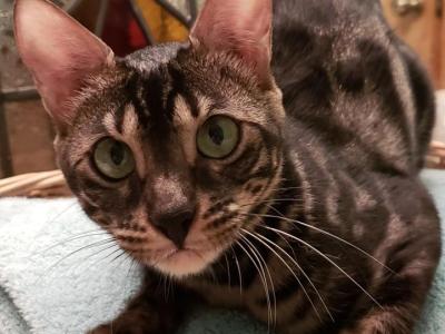 LycanFlame - Bengal - Gallery Photo #1