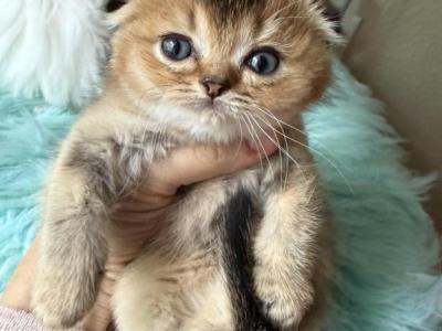 Golden Chinchilla Girl - Scottish Fold - Gallery Photo #1