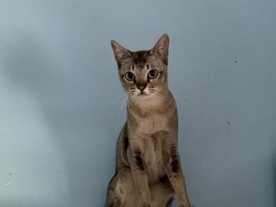 Naomi - Singapura - Gallery Photo #1