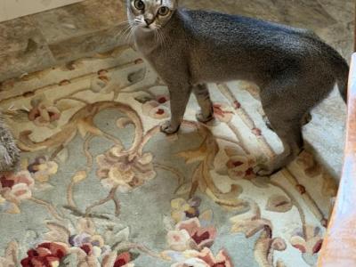 Ruthie - Singapura - Gallery Photo #1
