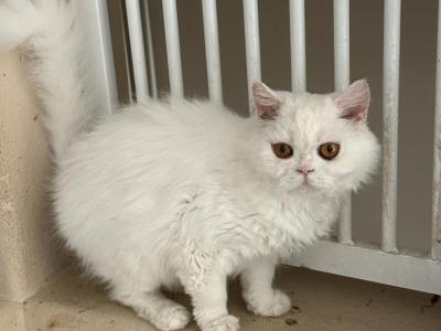White Selkirk Rex - Selkirk Rex - Gallery Photo #1