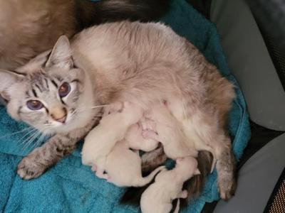 Balinese Kittens - Balinese - Gallery Photo #1