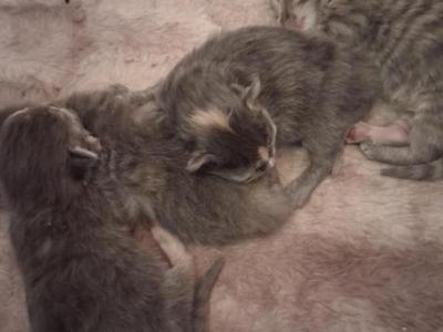 Cutie Kitties - American Longhair - Gallery Photo #1