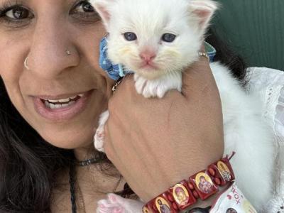 Flame Point Male Ragdoll Kitten - Ragdoll - Gallery Photo #1