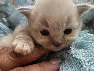 Mitted Blue Point Ragdoll Male Kitten - Ragdoll - Gallery Photo #1