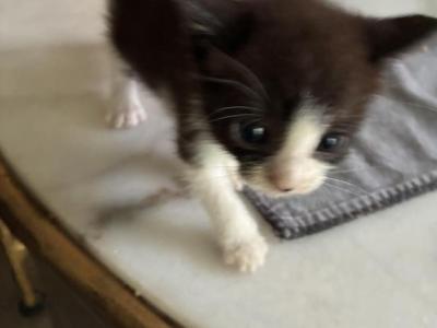 Black And White Kitty - Domestic - Gallery Photo #1