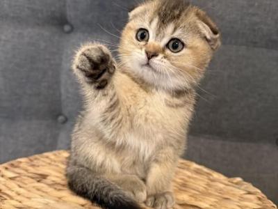 Stella - Scottish Fold - Gallery Photo #1