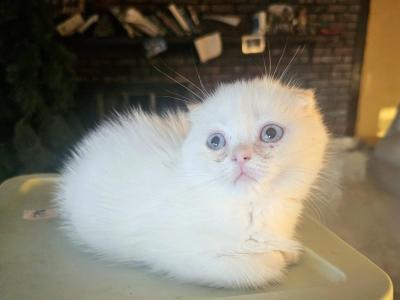 Mikey - Scottish Fold - Gallery Photo #1