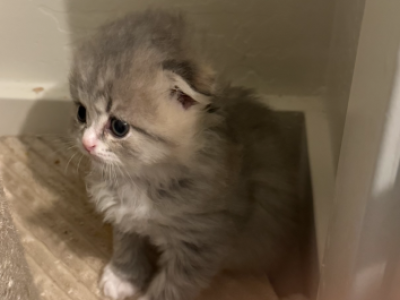 Bartholomew Beau Bitsy And Braun - Scottish Fold - Gallery Photo #1