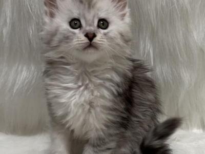 Ava - Maine Coon - Gallery Photo #1
