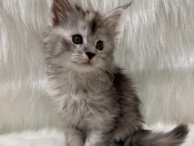 Lex - Maine Coon - Gallery Photo #1
