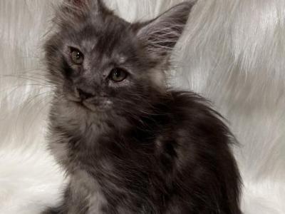 Fin - Maine Coon - Gallery Photo #1