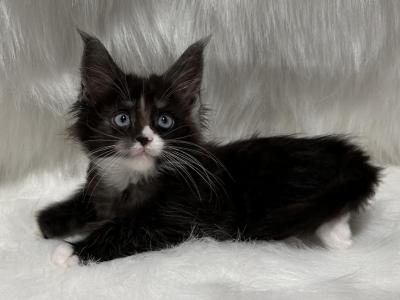 Tax - Maine Coon - Gallery Photo #1