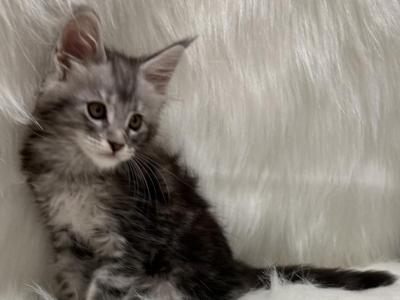 Rex - Maine Coon - Gallery Photo #1