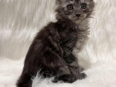 Zip - Maine Coon - Gallery Photo #1