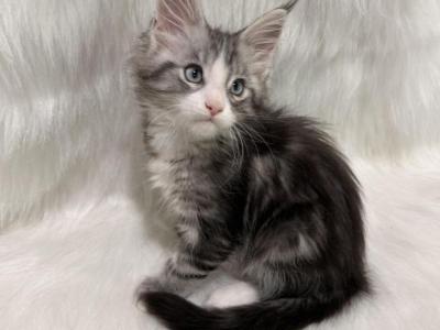 Sal - Maine Coon - Gallery Photo #1