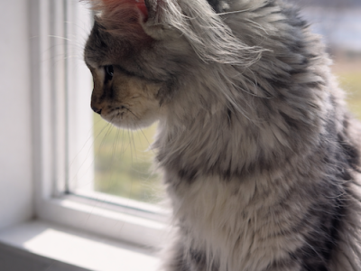 Lula - Maine Coon - Gallery Photo #1