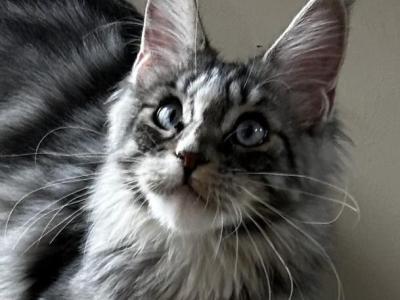 Sundae - Maine Coon - Gallery Photo #1