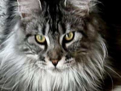 Tiger Lily - Maine Coon - Gallery Photo #1