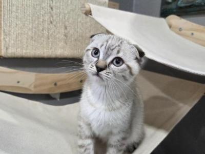 Scottish X Munchkin Cross - Scottish Fold - Gallery Photo #1
