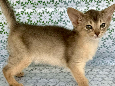 Zhasmin - Abyssinian - Gallery Photo #1