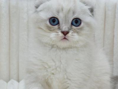 Jennifer - Scottish Fold - Gallery Photo #1