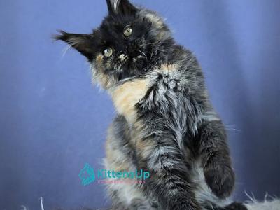 Baby - Maine Coon - Gallery Photo #1