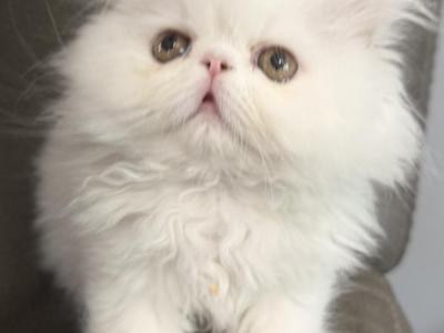Ready To Go Solid White - Persian - Gallery Photo #1