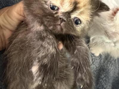 Exotic Tortie Girl - Exotic - Gallery Photo #1
