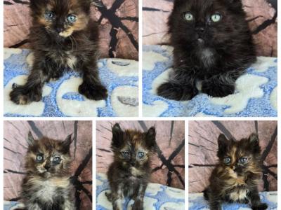 Hybrid - Maine Coon - Gallery Photo #1