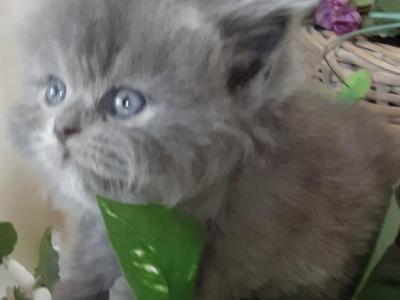 Faith's Kittens - Persian - Gallery Photo #1