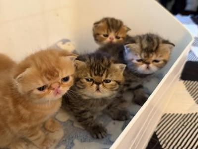 Exotic Shorthair - Exotic - Gallery Photo #1
