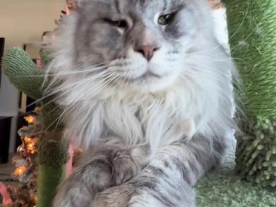 Stephan - Maine Coon - Gallery Photo #1