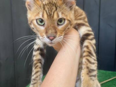 Nero - Toyger - Gallery Photo #1