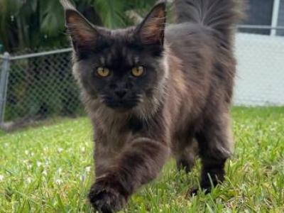 Our Maine Coon Cattery Is Closing - Maine Coon - Gallery Photo #1