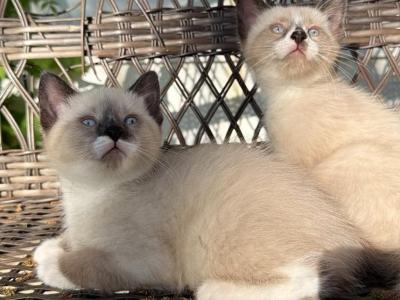 Snowshoe Siamese - Snowshoe - Gallery Photo #1