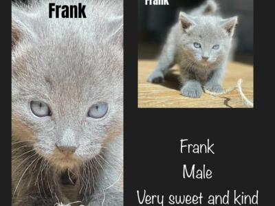 Frank - American Shorthair - Gallery Photo #1