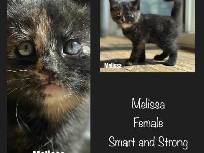 Melissa - American Shorthair - Gallery Photo #1
